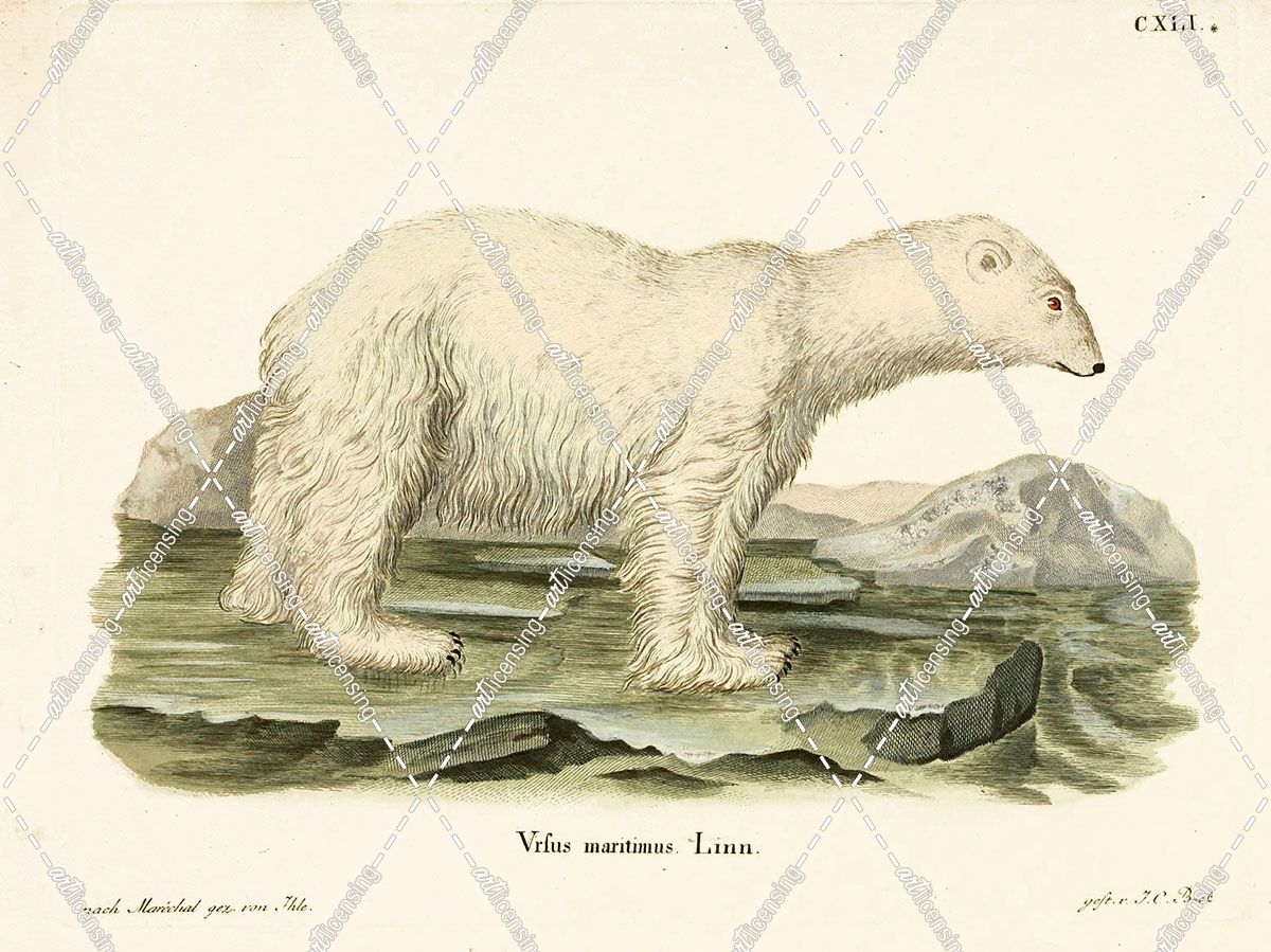 Polar Bear. II