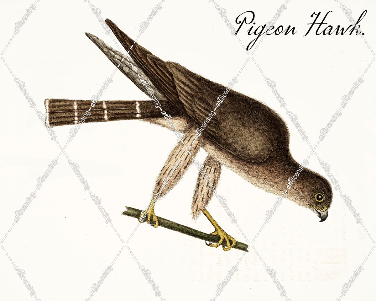 Pigeon Hawk