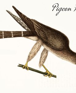 Pigeon Hawk