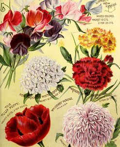 1893 Maule’s Seed Asters