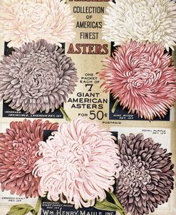 1915 Maule’s Asters