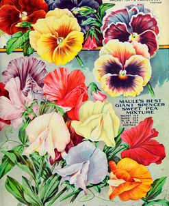 1915 Maule Seeds Pansies