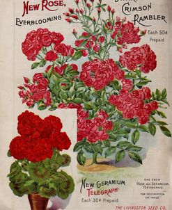 Geraniums