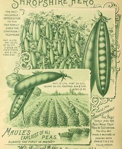 Shropshire Peas