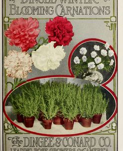 Winter Carnations