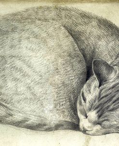 Sleeping Cat