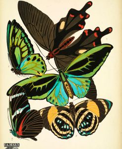 Papillons_1