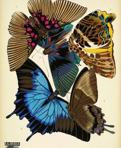 Papillons_16