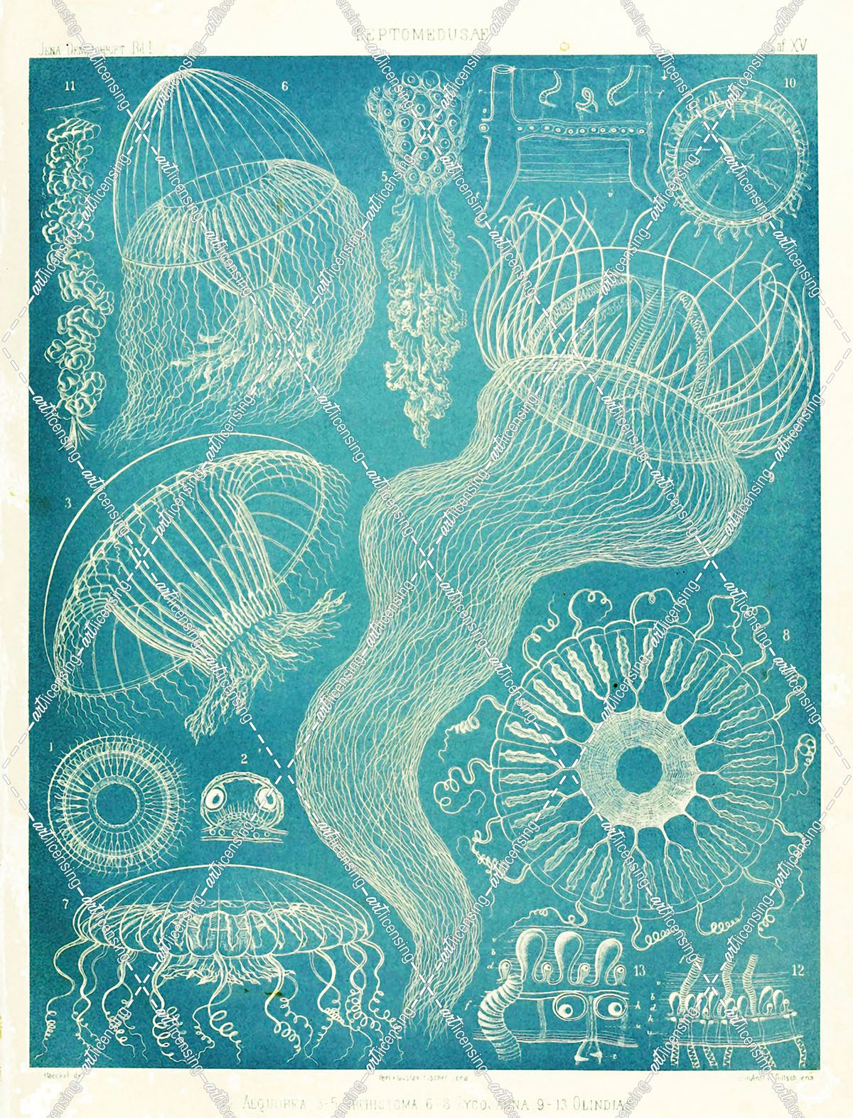 Jellyfish Sealife