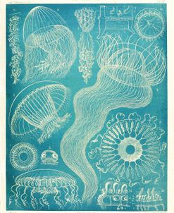 Jellyfish Sealife