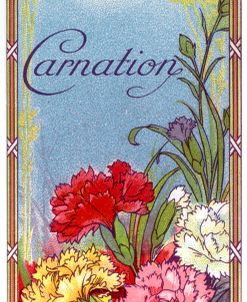 Carnation Card