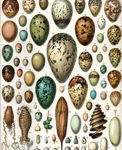 Eggs