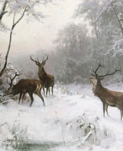 Deer In The Snow