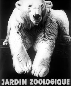 Bale Polar Bear