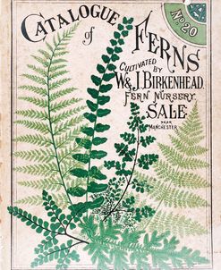 Ferns 2