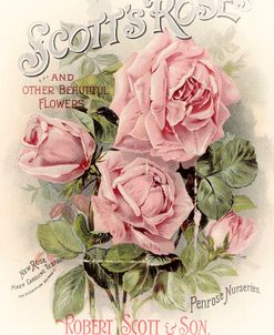 Scotts Roses