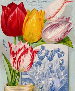 autumncatalogue-tulipes