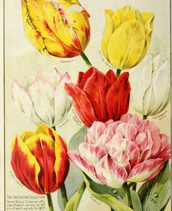 catalogueofautum1900_tulips