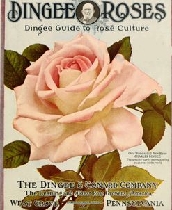 dingeeguide