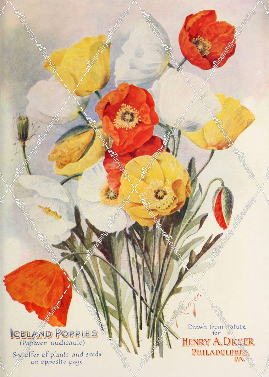 poppies-dreer1907