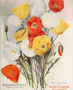 poppies-dreer1907