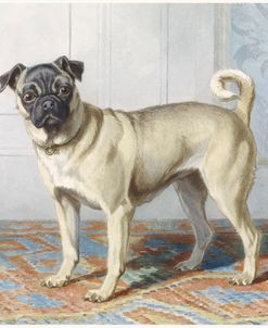 Edwin Vom Rath Pug