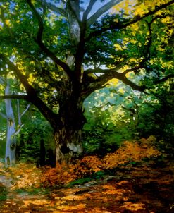 bodmer oak fountainbleau forest