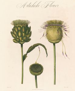 Artichoke Flower