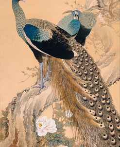 Imao Keinen Peacocks In Spring 1901