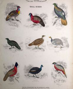 Call Birds Chart