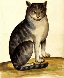 Felis Syriacus Ulisse Aldrovani (1522 –1605)