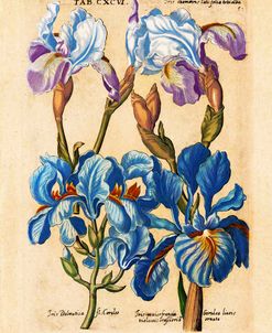Matthaeus Merian Bearded Iris-Early1600s