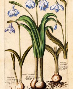 Matthaeus Merian Narcissus-Early1600s