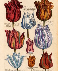 Matthaeus Merian Tulips-Early1600s