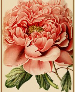 Peony