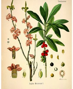 Thymelaeaceae