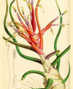 Tillandsia Bulbosa 1847