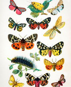 European Butterflies 1895