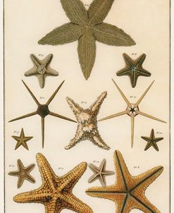 Vintage Starfish 1889