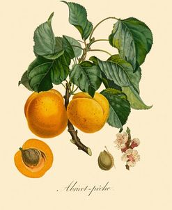 Apricot Botanical Illustration 1800s