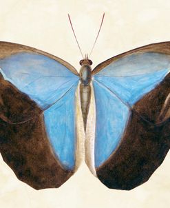 Vintage Butterfly Nature Study I 1800s