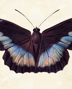 Vintage Butterfly Nature Study II 1800s