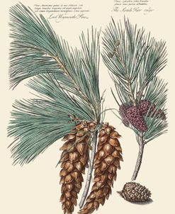 White Pine Scots Pine by H. Fletcher 1730