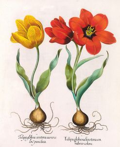 Botanical Tulip Flowers