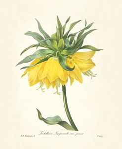 Botanical Floral Fritillaire Imperiale 1827