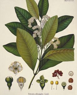 Botanical Allspice Pimento 1897