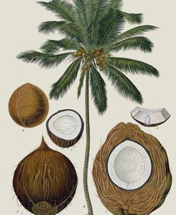 Palmae Cocoinae Coconut Palm Botanical Illustration 1883
