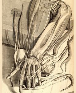 Myotomia Reformata Anatomy Illustration William Cowper, 1724