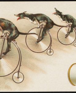 J&P Coats Dogs Riding Unicycles Thread Advert 1887