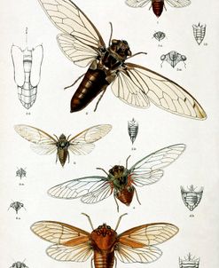 Exotic Cicadidae Vintage Botanical 1883